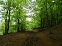 Hayedos de Altube Hayedos de Altube